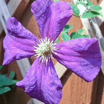Clematis 'Polish Spirit' - P11 - 40 cm