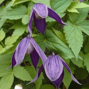 Clematis 'Alpina' - C2 L - 70 cm