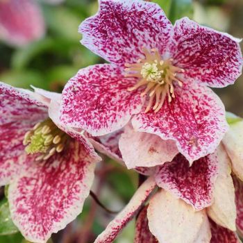 Clematis 'Cirrh. Freckles' - C 2.5 L - 70 cm