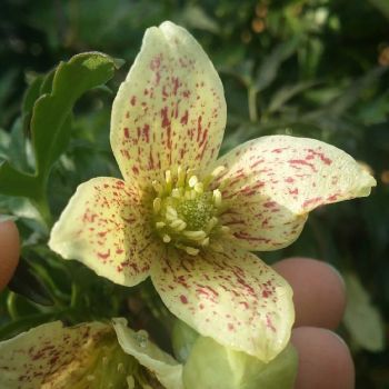 Clematis 'Cirrh. Balearica' - C2.5 L - 70 cm