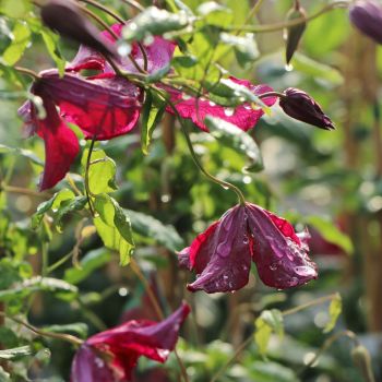 Clematis vit. 'Vitiwester' - C2.5 L - 70 cm