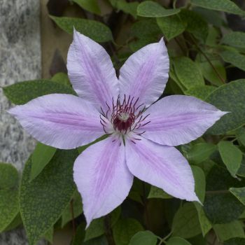 Clematis 'Hagley Hybrid' - C2 L - 40/60 cm