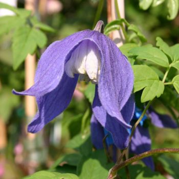 Clematis 'Alpenwaldrebe' - C2 L - 70 cm