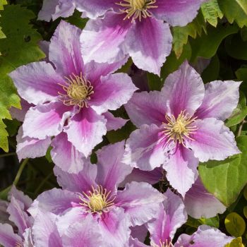Clematis 'Piilu' - C2 L - 40/60 cm