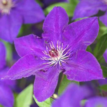 Clematis 'The President' - C2 L - 40/60 cm