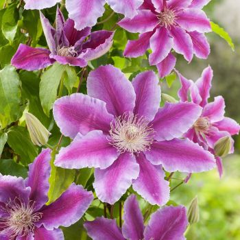 Clematis 'Dr. Ruppel' - C2 L - 40/60 cm