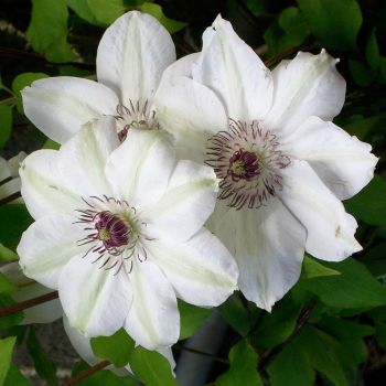 Clematis 'Miss Bateman' - C2 L - 40/60 cm