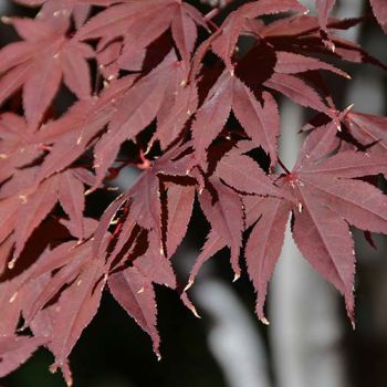 Acer palmatum 'Bloodgood' - C30 L - 150/175 cm
