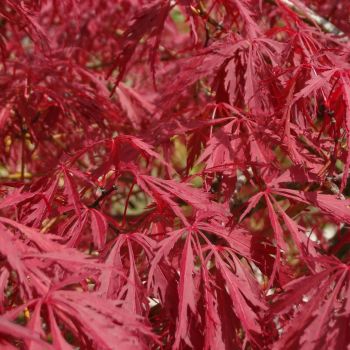 Acer palmatum dissectum 'Garnet' - C5 - 50/60 cm