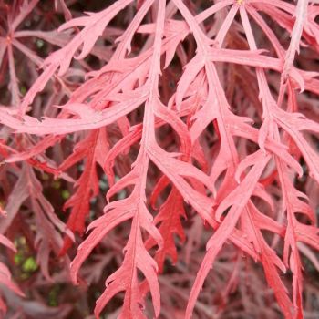 Acer palmatum 'Inaba-shidare' - C12 - 80/100 cm