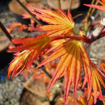 Acer palmatum 'Orange Dream' - P10.5 - 20/25 cm
