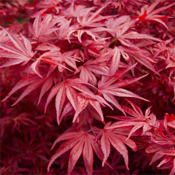 Acer palmatum 'Skeeter's Broom' - C15 L - 100/125 cm