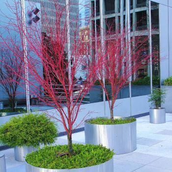 Acer palmatum 'Sango-Kaku' - C3 L - Kalem 50 cm