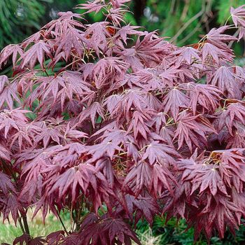 Acer palmatum 'Atropurpureum' - C2 L - 40/60 cm