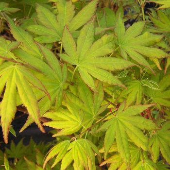 Acer palmatum 'Katsuro' - P15 - 30/40 cm