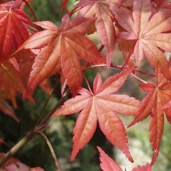 Acer palmatum 'Beni Maiko' - C18 L - 100/125 cm
