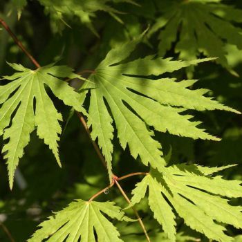 Acer pseud. 'Artic Jade' ® Jack Frost - C5 L - 50/60 cm