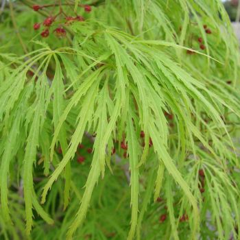 Acer palmatum dissectum 'Viridis' - C 20 L - 100/125 cm