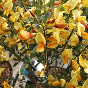 Cytisus 'Apricot Gem' - P15 - 30/40 cm