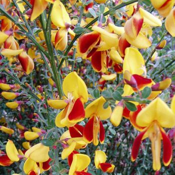 Cytisus 'Firefly' - P15 - 30/40 cm