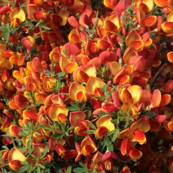 Cytisus 'Lena' - P15 - 30/40 cm