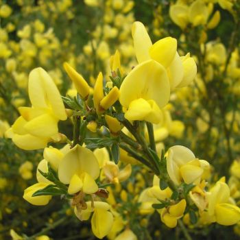 Cytisus praecox - P15 - 30/40 cm