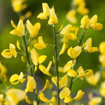 Cytisus praecox 'Allgold' - P15 - 30/40 cm
