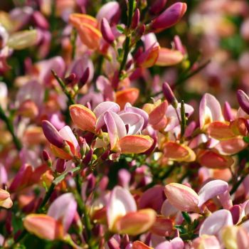 Cytisus praecox 'Zeelandia' - P15 - 30/40 cm