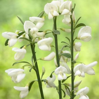 Cytisus 'White Lion' - P15 - 30/40 cm
