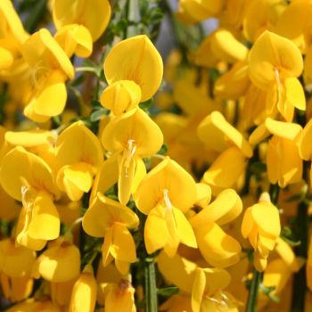 Cytisus 'Golden tears' - C4 L - Kalem 80 cm