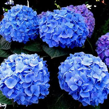 Hydrangea macrophylla 'Early Blue' - C2 L - 25/30 cm
