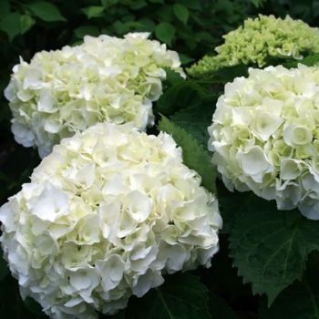 Hydrangea macrophylla 'Wudu' - P15 - 20/30 cm