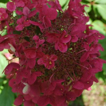 Hydrangea paniculata 'Wim's Red' - Kalem 140 cm