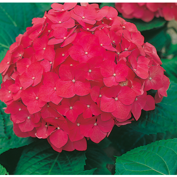Hydrangea macrophylla 'Red Power' - P15 - 25/30 cm
