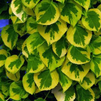 Hydrangea anomala 'Mirranda' - C2 L - 40/50 cm