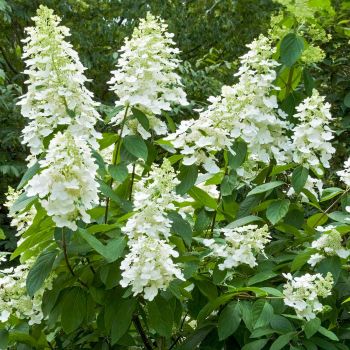 Hydrangea paniculata 'Kyushu' - C 7.5 L - Kalem 90 cm
