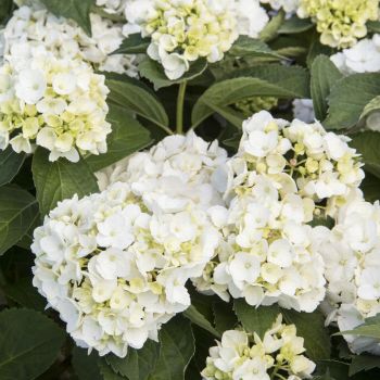 Hydrangea macrophylla - Bela - C 1.5 L - 30/40 cm