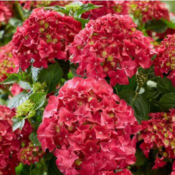 Hydrangea macrophylla - Crvena - C 1.5 L - 30/40 cm