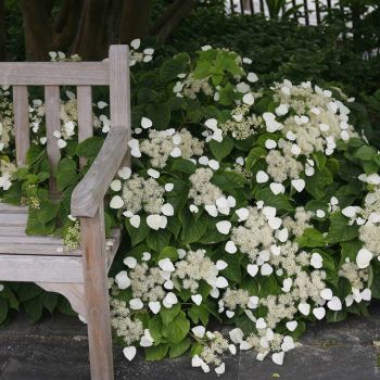 Schizophragma hydrangeoides 'Moonlight' - C2 L - 40/50 cm