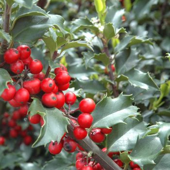 Ilex meserveae 'Blue Princess' - P15 - 10/20 cm