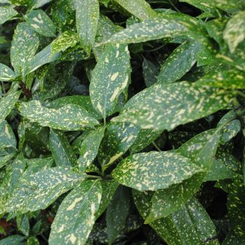 Aucuba japonica 'Variegata' - C4 L - 20/30 cm