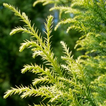 Cryptomeria japonica 'Sekkan' - C2.5 L - 20/25 cm