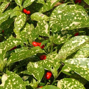 Aucuba japonica 'Crotonifolia Gold' - C10 L - 40/60 cm