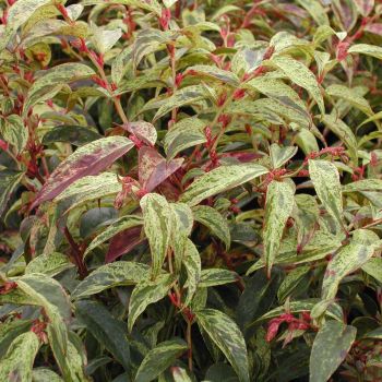 Leucothoe fontanesiana 'Rainbow' - C2 L - 25/30 cm
