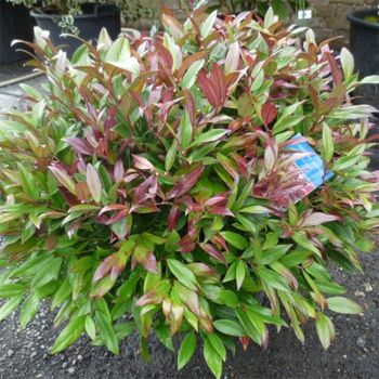 Leucothoe walteri ' Zeblid' - C4 L - 30/40 cm