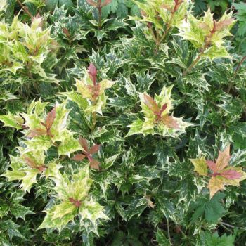 Osmanthus heterophyllus 'Tricolor'  - C9 L - Kalem 40 cm