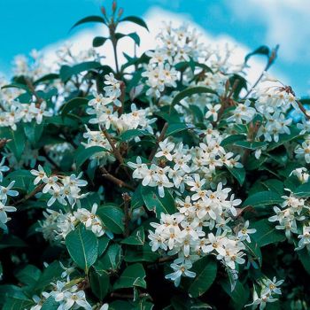 Osmanthus × burkwoodii - C18 L - Špalir