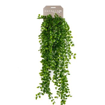 Fikus Žbunasti Viseći - 6 Grana - 80 cm