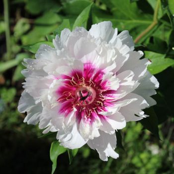 Paeonia Itoh 'Raggedy Ann' - C6 L
