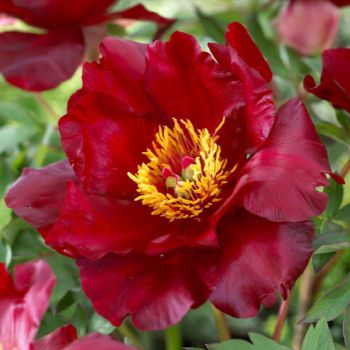 Paeonia Itoh 'Scarlet Heaven - C6 L